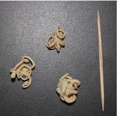 brittle stars