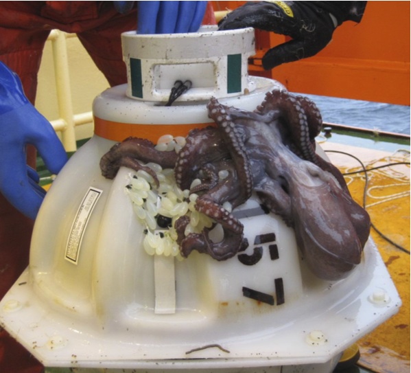 Octopus on PIESs