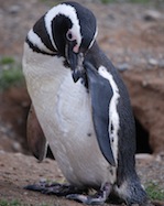 penguin